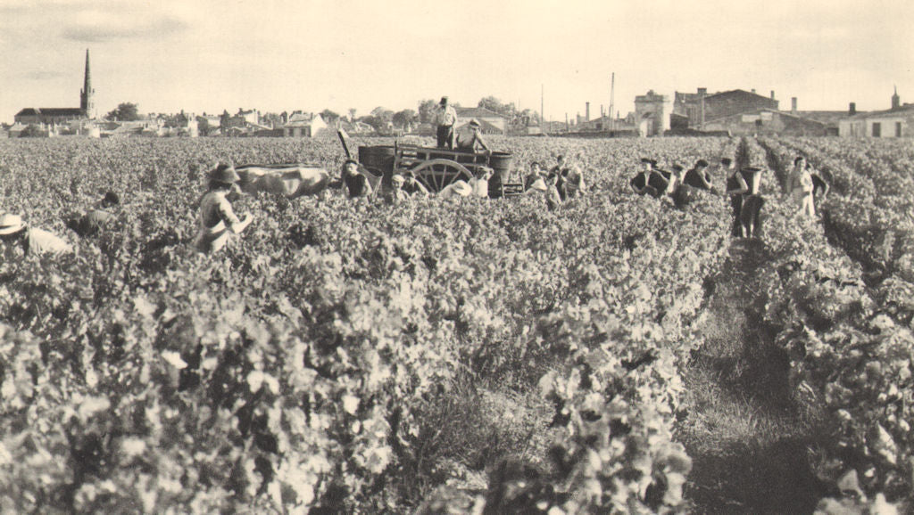BORDEAUX WINE. Vendanges dans les Grands Crus. Grape harvest - vineyard 1949
